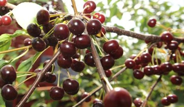 Maraska, foto: conduit.com