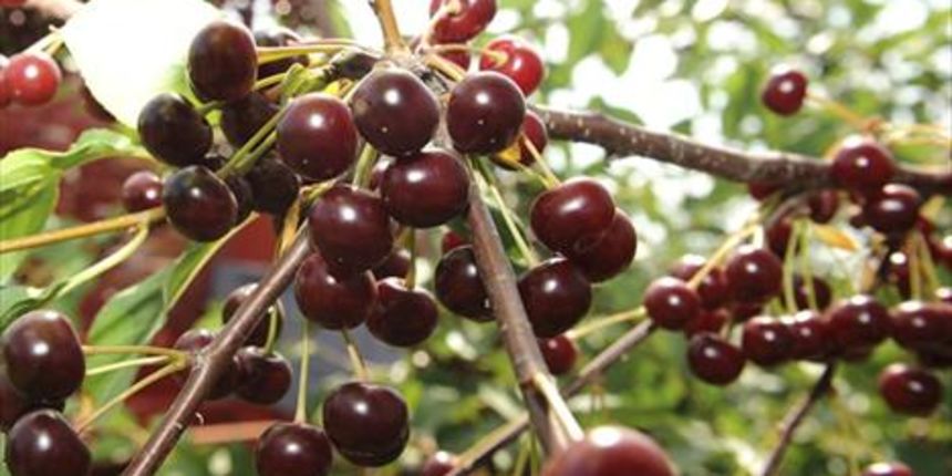 Maraska, foto: conduit.com