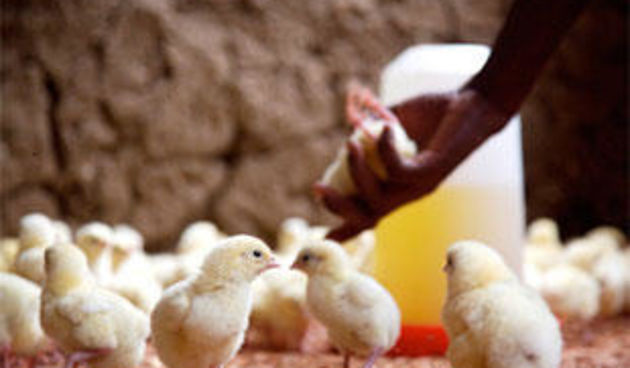 Pilići (Foto: gastro.hr)