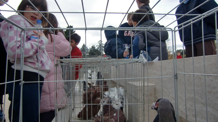Izložba golubova na Poljani Ivana Pavla II. Izložba golubova na Poljani Ivana Pavla II.