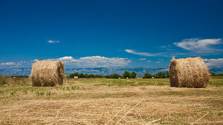 Zlatno žito Dalmacije, slama, foto: Leo Banić