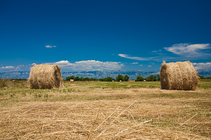 Zlatno žito Dalmacije, slama, foto: Leo Banić