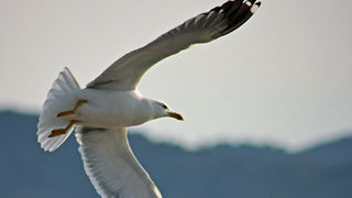 Zadarski let galebova (foto:Saša Čuka)