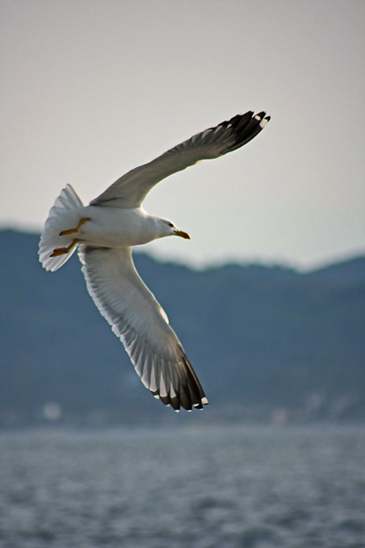 Zadarski let galebova (foto:Saša Čuka)