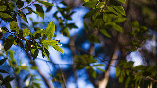 Đir zadarskim parkovima,27. veljače 2012. (foto:Saša Čuka)