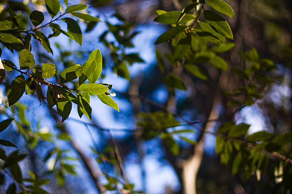 Đir zadarskim parkovima,27. veljače 2012. (foto:Saša Čuka)