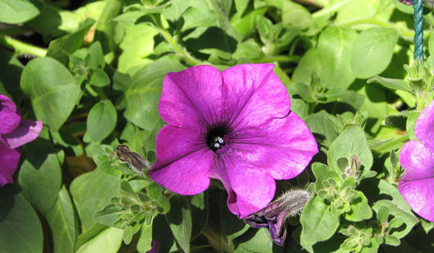 Sv. Filip i Jakov, Dani Cvijeća 2008. Autokamp Đardin