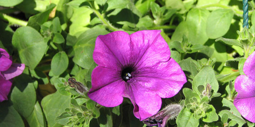 Sv. Filip i Jakov, Dani Cvijeća 2008. Autokamp Đardin Sv. Filip i Jakov, Dani Cvijeća 2008. Autokamp Đardin