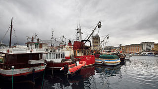 Ribarice u zadarskoj luci, Foto: Leo Banić