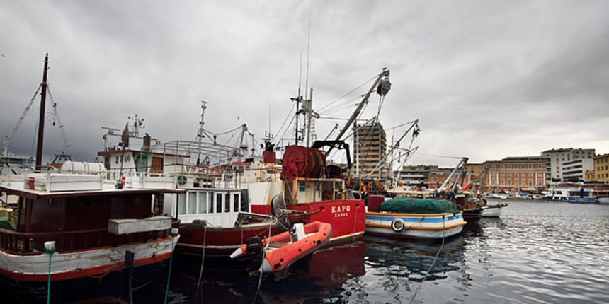 Ribarice u zadarskoj luci, Foto: Leo Banić Ribarice u zadarskoj luci, Foto: Leo Banić
