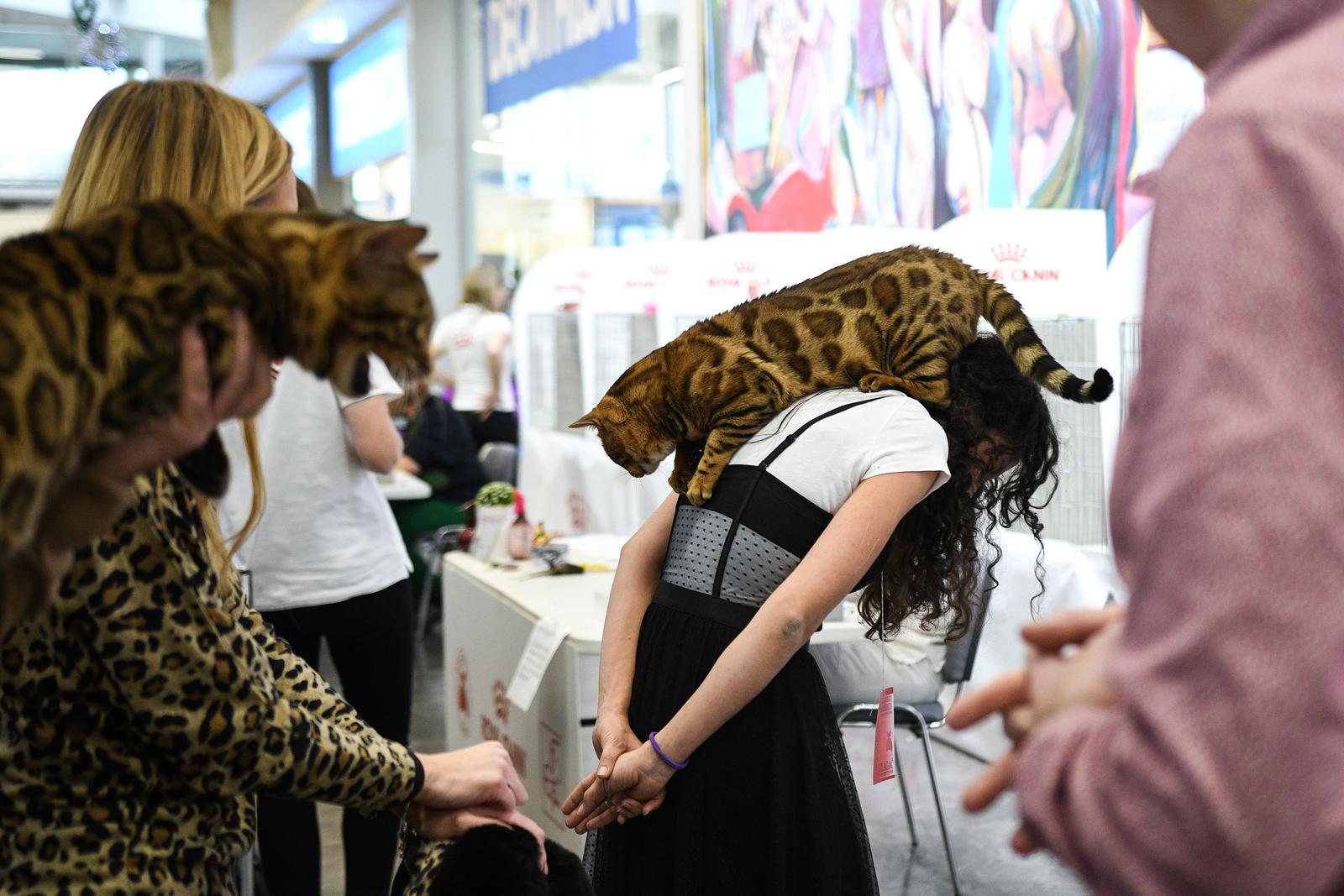 Međunarodna izložba mačaka