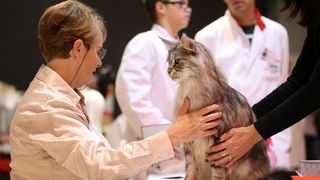 Pogledajte kako je bilo na Međunarodnoj izložbi mačaka u Westgateu