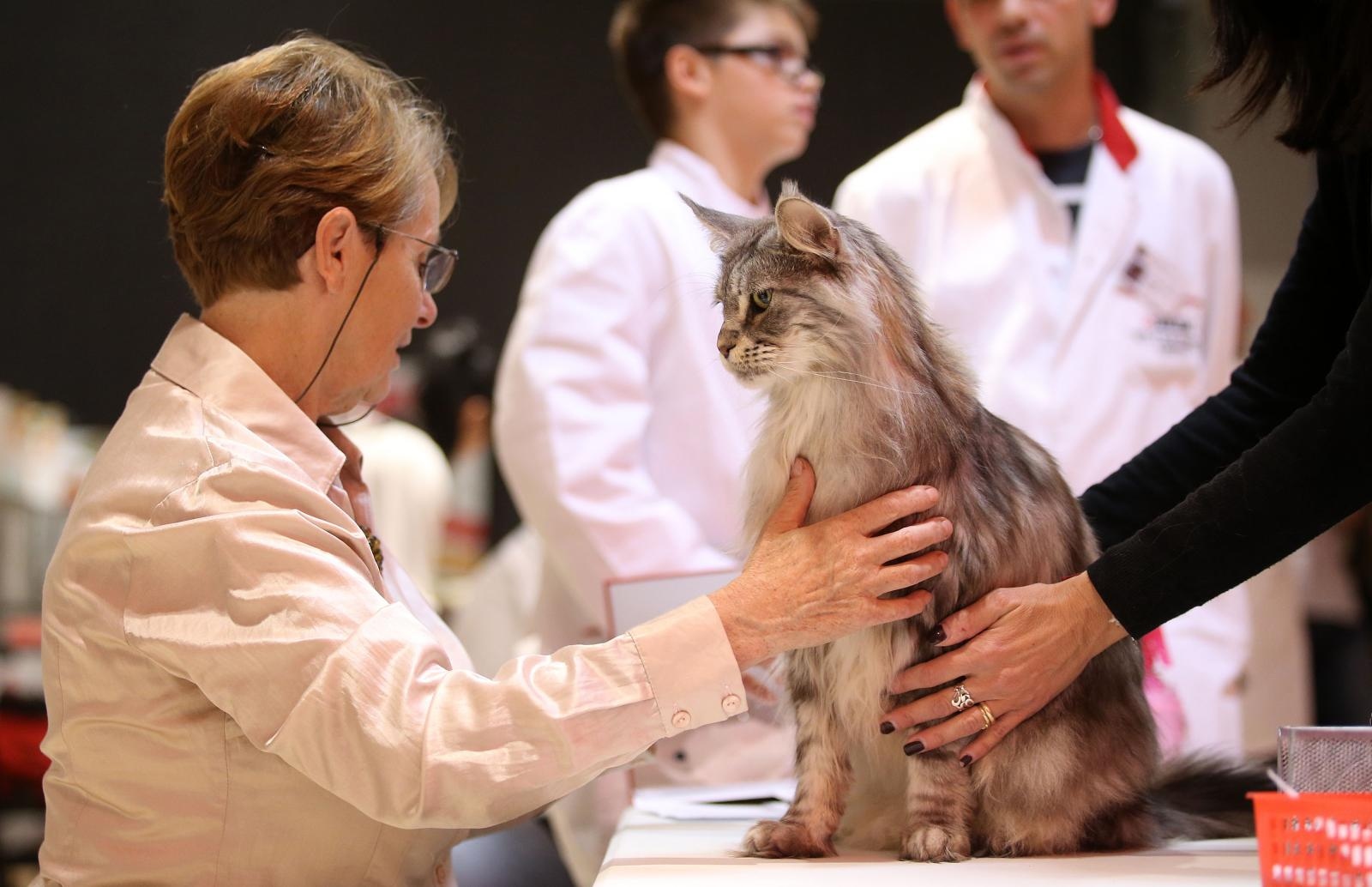 Pogledajte kako je bilo na Međunarodnoj izložbi mačaka u Westgateu
