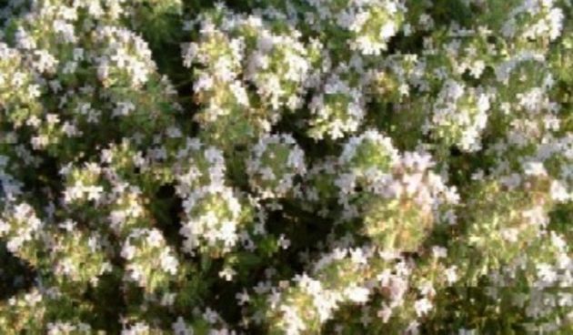 Majčina dušica(foto:free-zg.htnet.hr)