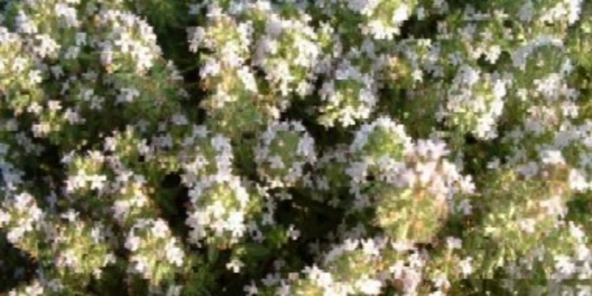 Majčina dušica(foto:free-zg.htnet.hr)