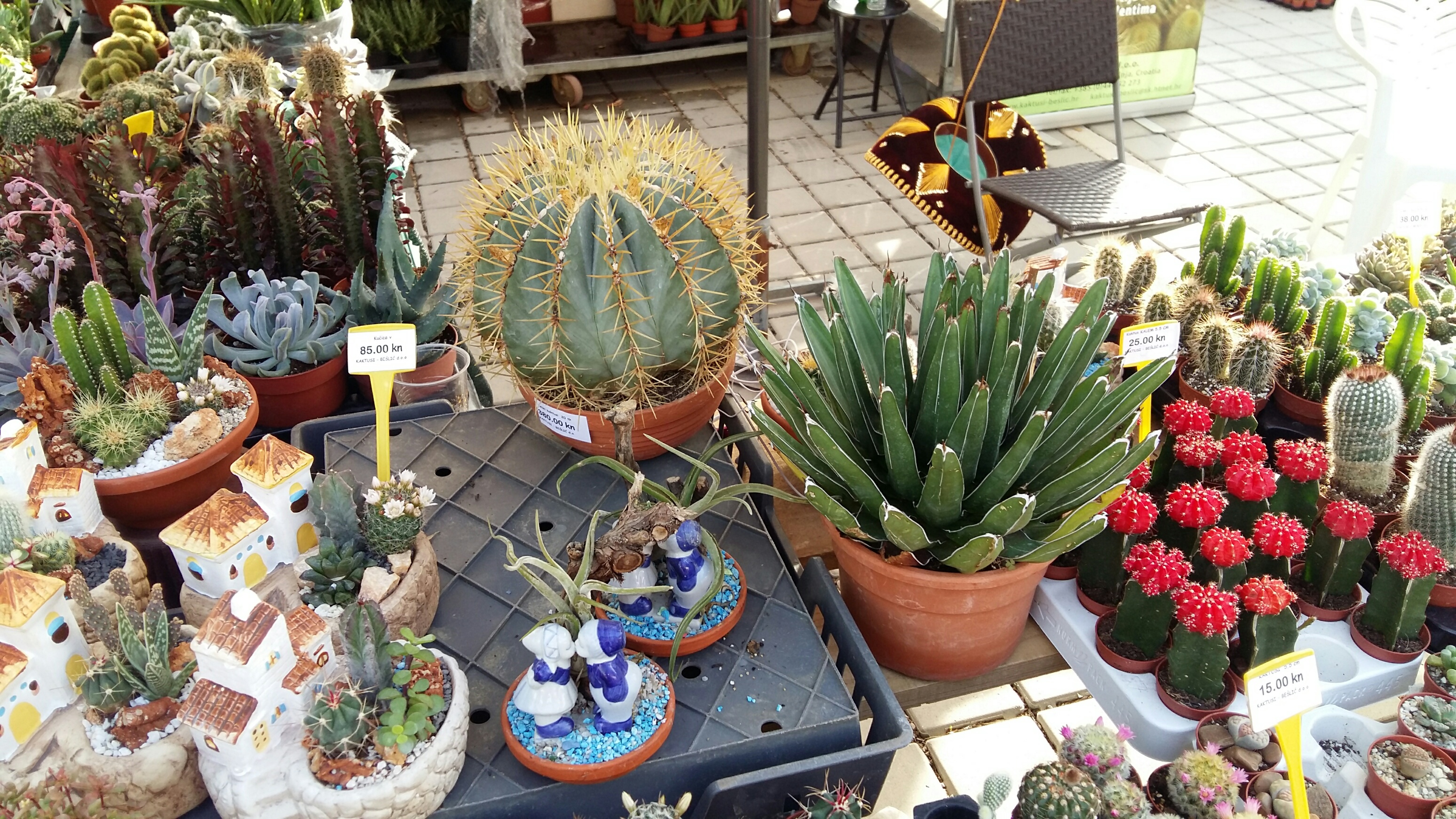 Cvjetna špica: Bili smo na Festivalu cvijeća u Sv. Filipu i Jakovu Cvjetna špica: Bili smo na Festivalu cvijeća u Sv. Filipu i Jakovu