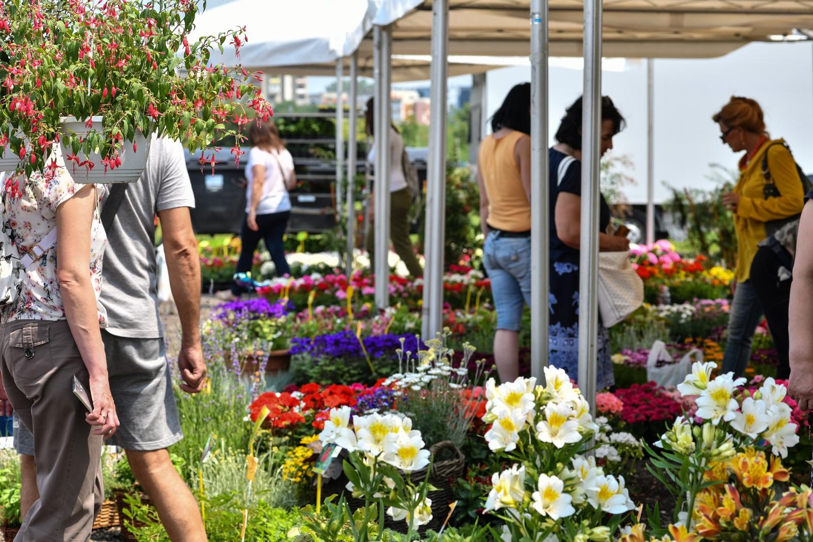 Pogledajte cvijetne fantazije na 53. Floraartu