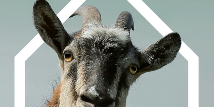 Kinedok acme Kinedok acme