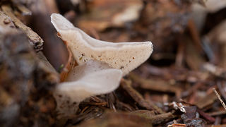 Lička jesen u znaku gljiva, Foto: Leo Banić