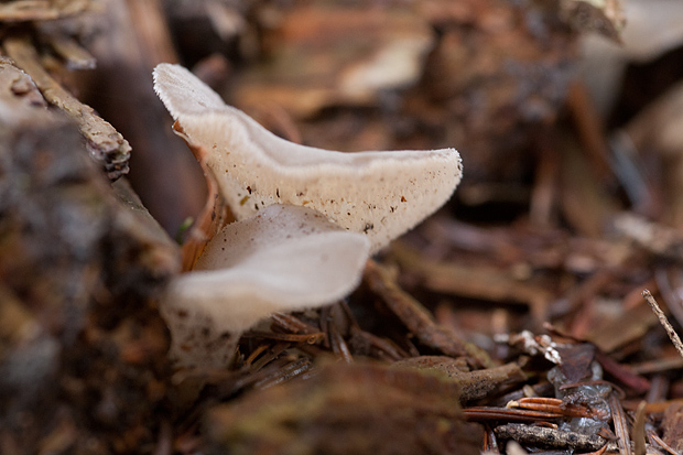Lička jesen u znaku gljiva, Foto: Leo Banić