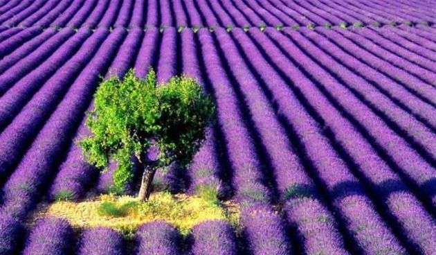 Polje lavande(foto:stjepan.saban.googlepages.com)