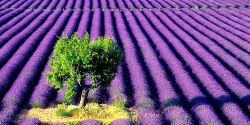 Polje lavande(foto:stjepan.saban.googlepages.com)