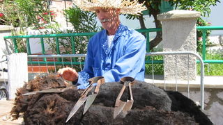 Crna ovca u Baški na otoku Krku Crna ovca u Baški na otoku Krku