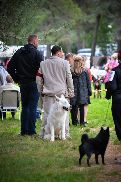 16. Međunarodna izložba pasa CACIB Zadar – Prvak prvaka 2016. 16. Međunarodna izložba pasa CACIB Zadar – Prvak prvaka 2016.