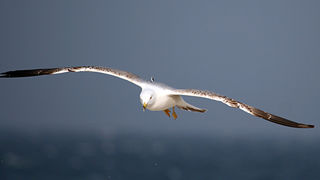 Image 1201639 (auto)