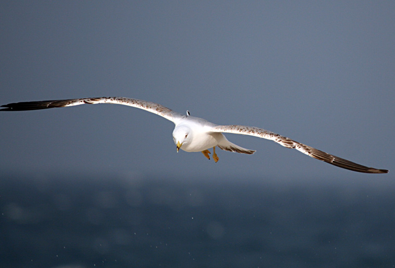 Image 1201639 (auto)