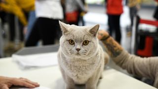 Međunarodna izložba mačaka