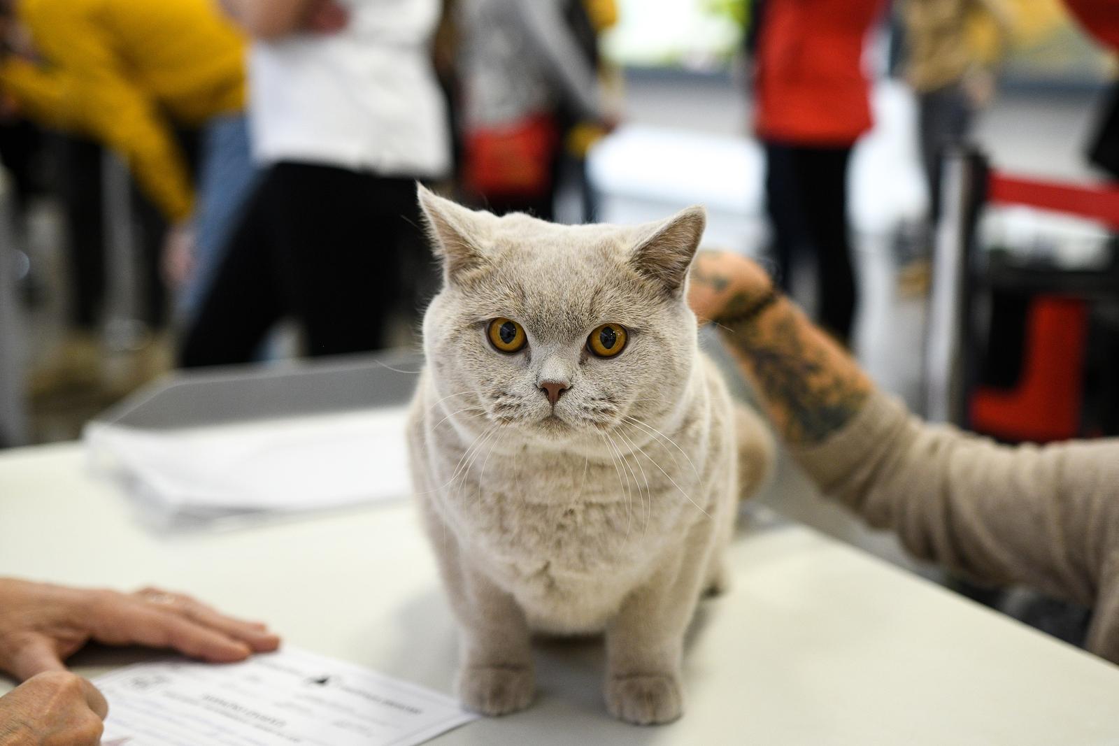 Međunarodna izložba mačaka