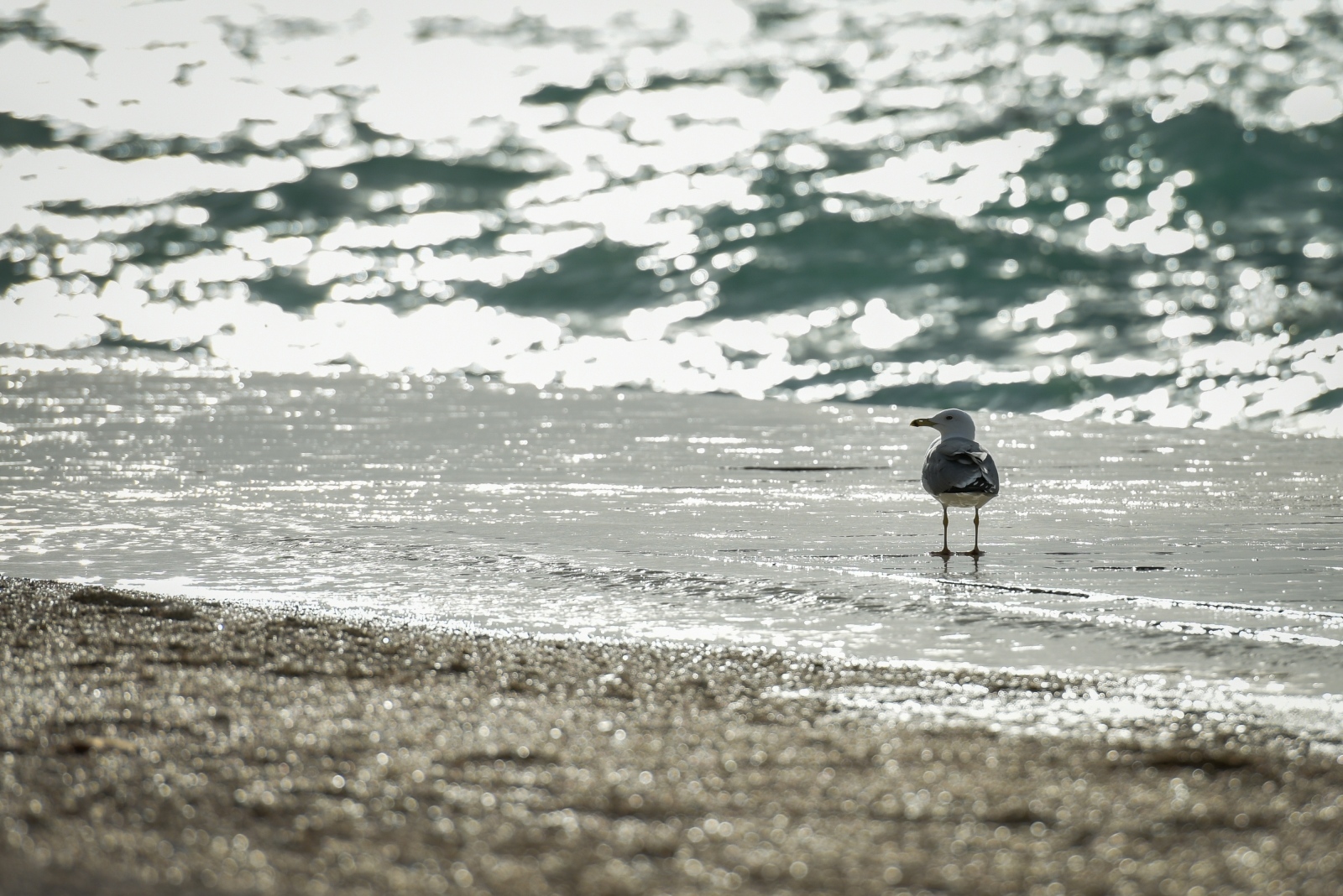 Olujno jugo u Zadru, 5. prosinca 2020.