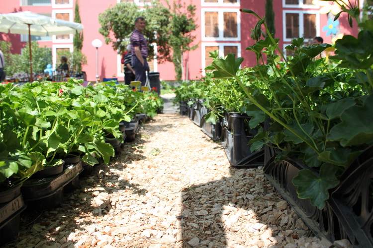 Sveti Filip i Jakov: 11. Dani cvijeca Zadarske zupanije, Foto: Martin Brkljaca Sveti Filip i Jakov: 11. Dani cvijeca Zadarske zupanije, Foto: Martin Brkljaca