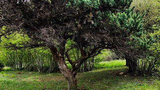 Pješačka staza Obrovac – Jankovića buk