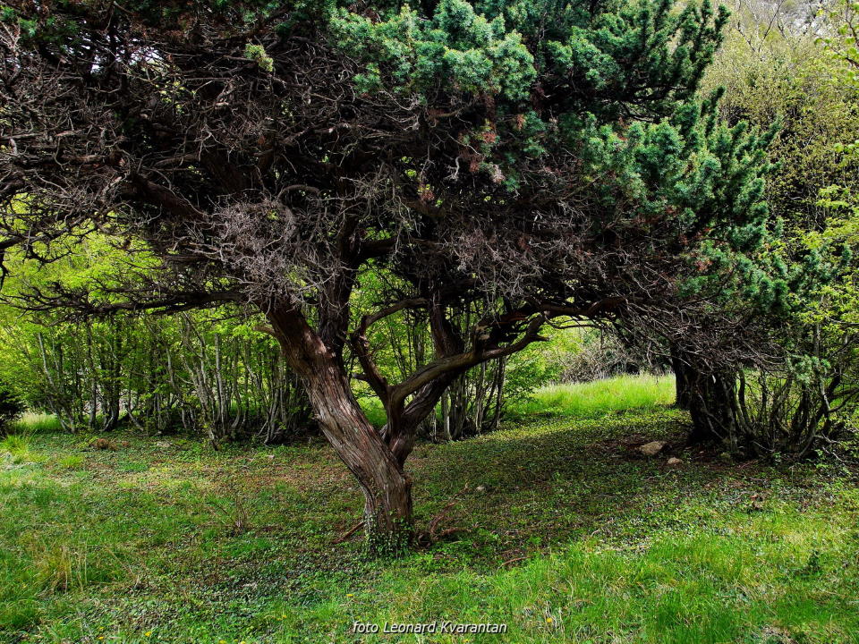 Pješačka staza Obrovac – Jankovića buk