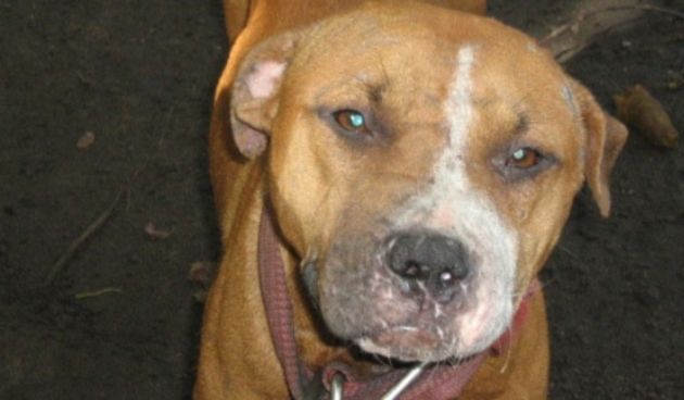 Pitbull (Foto: Index.hr)