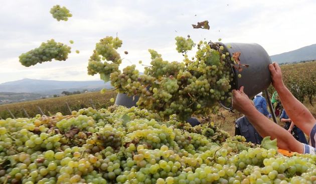 Drnis – Pocela je berba u vinogradima Dalmacijavina u blizini Drnisa, u Petrovom polju, predio Cecela. Radnicima ce trebati oko mjesec dana da poberu grozdje sa vise od milijun cokota vinove loze. Radi se o jednom od najvecih vinograda u Hrvatskoj. Photo: