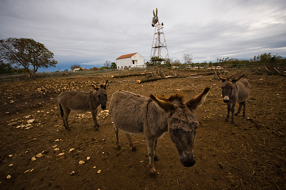 Farma “Dar-mar” (foto:Saša Čuka)