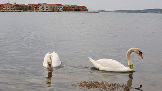 Labudovi u Bibinjama 6. svibnja 2013. Foto: Leo banić Labudovi u Bibinjama 6. svibnja 2013. Foto: Leo banić