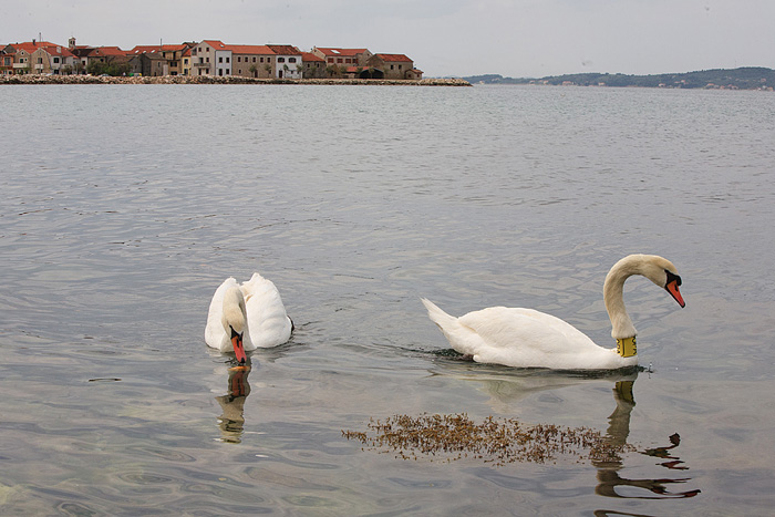 Labudovi u Bibinjama 6. svibnja 2013. Foto: Leo banić Labudovi u Bibinjama 6. svibnja 2013. Foto: Leo banić