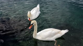 Labudovi u Bibinjama 12. svibnja 2013.  Foto: Roberto Lerga