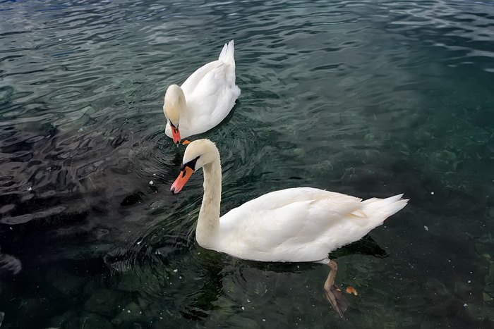 Labudovi u Bibinjama 12. svibnja 2013.  Foto: Roberto Lerga