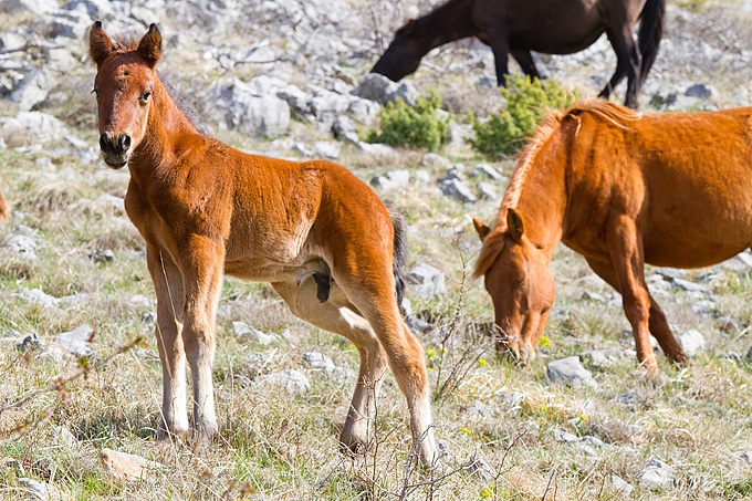 Divlji konji na Velebitu, foto: Leo Banić