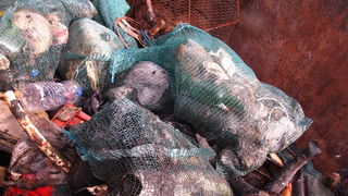 Biograd na Moru: Akcija ciscenja podmorja u uvali Jaz “Cistimo zajedno”