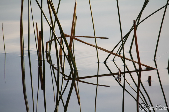Đir uz Vransko jezero, Foto: Iva Perinić Đir uz Vransko jezero, Foto: Iva Perinić