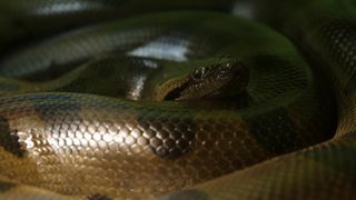 U Knezevoj palaci otvorena je izlozba djecjih radova na temu “Zmije – opasna ljepota”. Photo: Filip Brala/PIXSELL U Knezevoj palaci otvorena je izlozba djecjih radova na temu “Zmije – opasna ljepota”. Photo: Filip Brala/PIXSELL