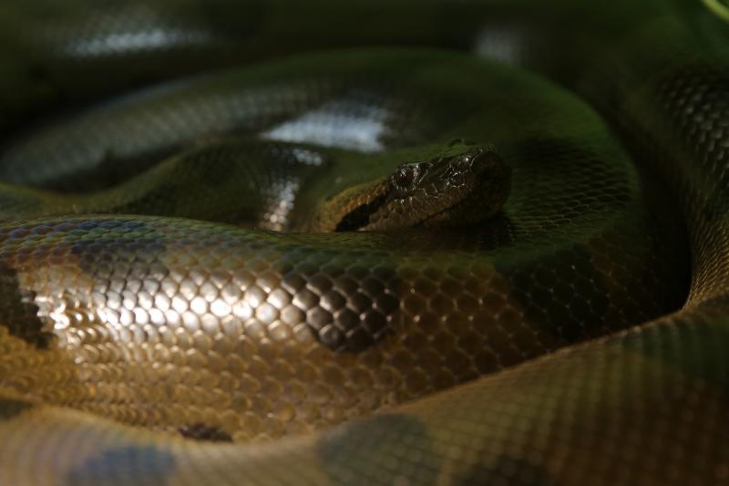 U Knezevoj palaci otvorena je izlozba djecjih radova na temu “Zmije – opasna ljepota”. Photo: Filip Brala/PIXSELL U Knezevoj palaci otvorena je izlozba djecjih radova na temu “Zmije – opasna ljepota”. Photo: Filip Brala/PIXSELL