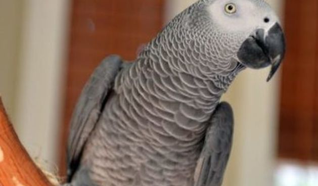 Papagaj, foto:klix.ba