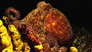 Foto: Ante Uglešić Foto: Ante Uglešić